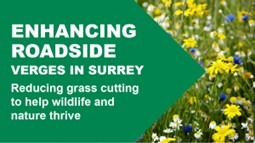 Enhancing roadside verges in Surrey