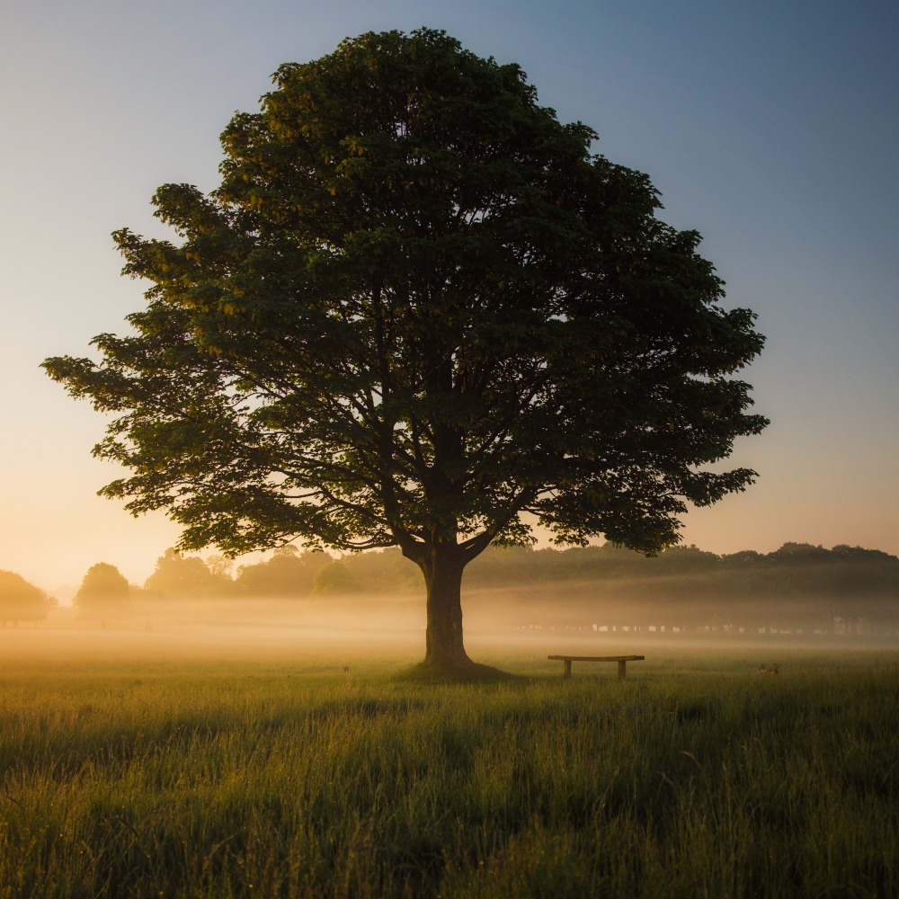 Large tree on a misty morning