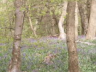 Photo of bluebells among trees in Banstead woods