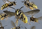 Wasps flying