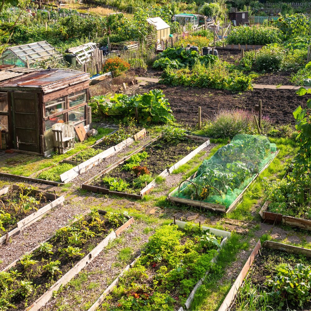 community allotment showing beds containing vegetables and plants