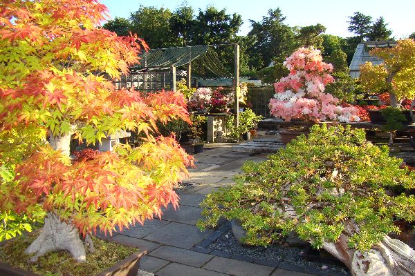 A landscaped bonsai garden featuring a collection of carefully cultivated bonsai trees displayed on benches and raised platforms. In the foreground, a large bonsai with vibrant red, orange and yellow autumn leaves stands beside a broad green bonsai shrub. Stone pathways wind through the garden, while additional flowering bonsai, ornamental plants, wooden structures and trees are visible in the background under bright sunlight.