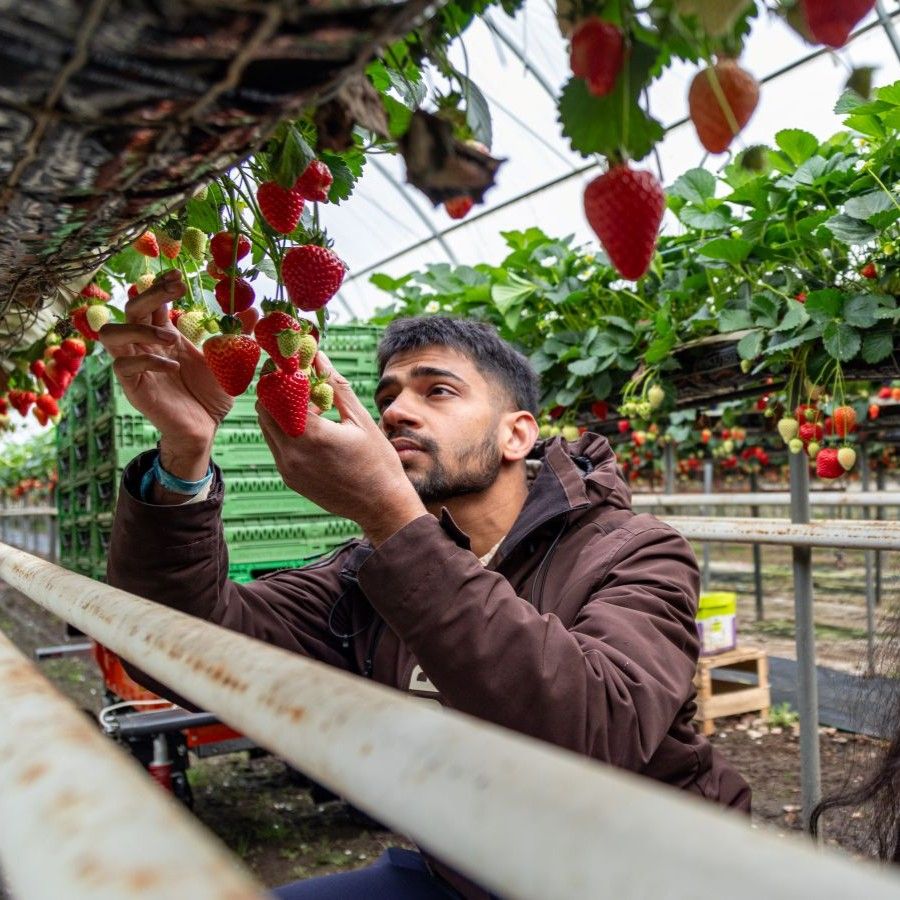 Person inspecting and harvesting ripe strawberries in a commercial greenhouse. Rows of strawberry plants hang above waist height, with red and green fruit visible throughout the growing area. Green crates are stacked in the background, illustrating modern fruit production and agricultural operations.