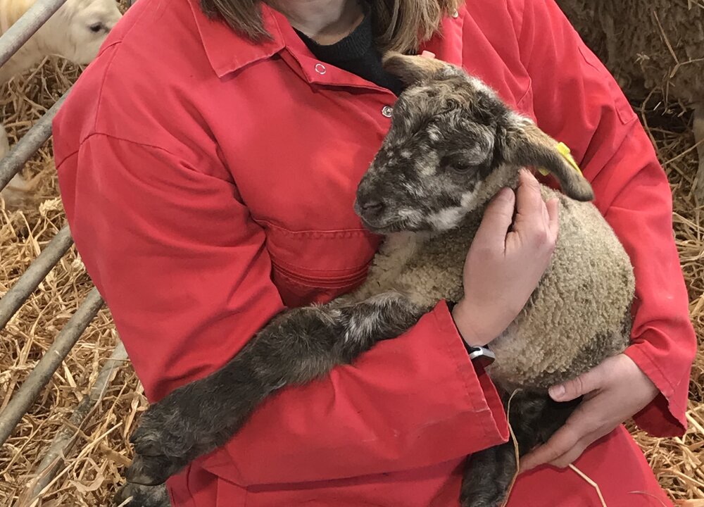 Lady with a lamb 