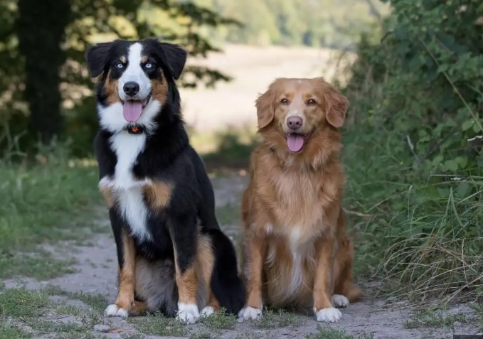 You can go to the polling station with whomever you like, including pets 