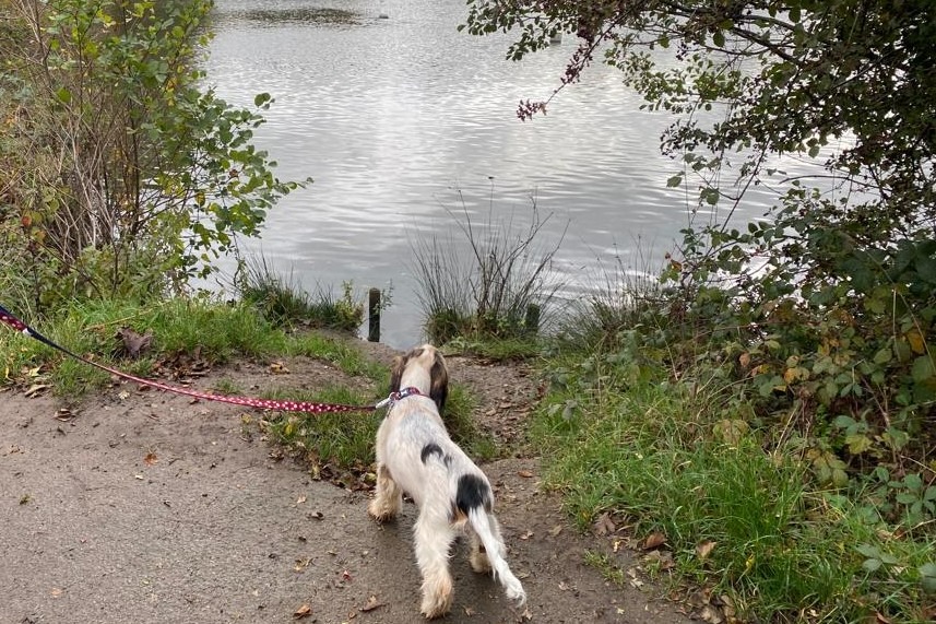 Dog on lead by Earlswood Lakes