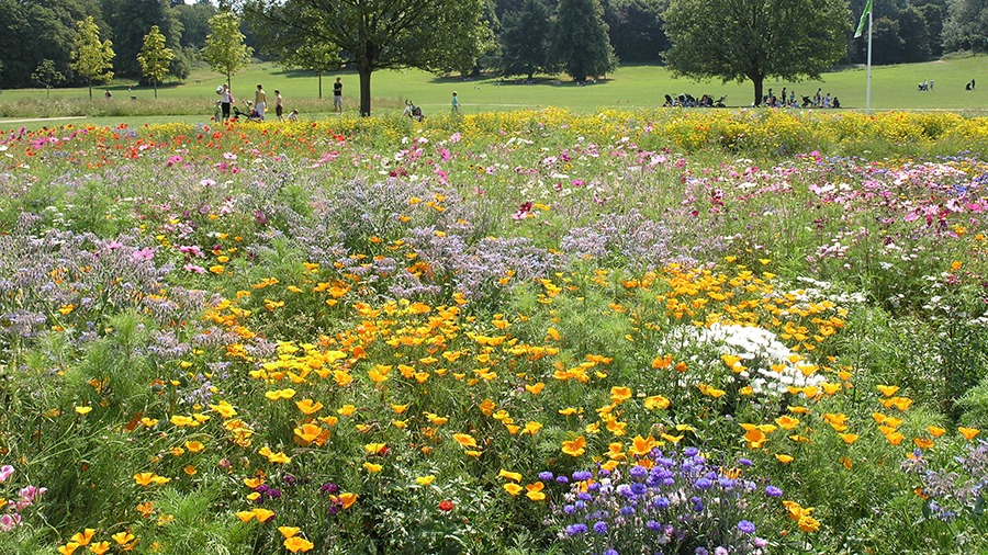 Wildflowers in Priory Park, Reigate